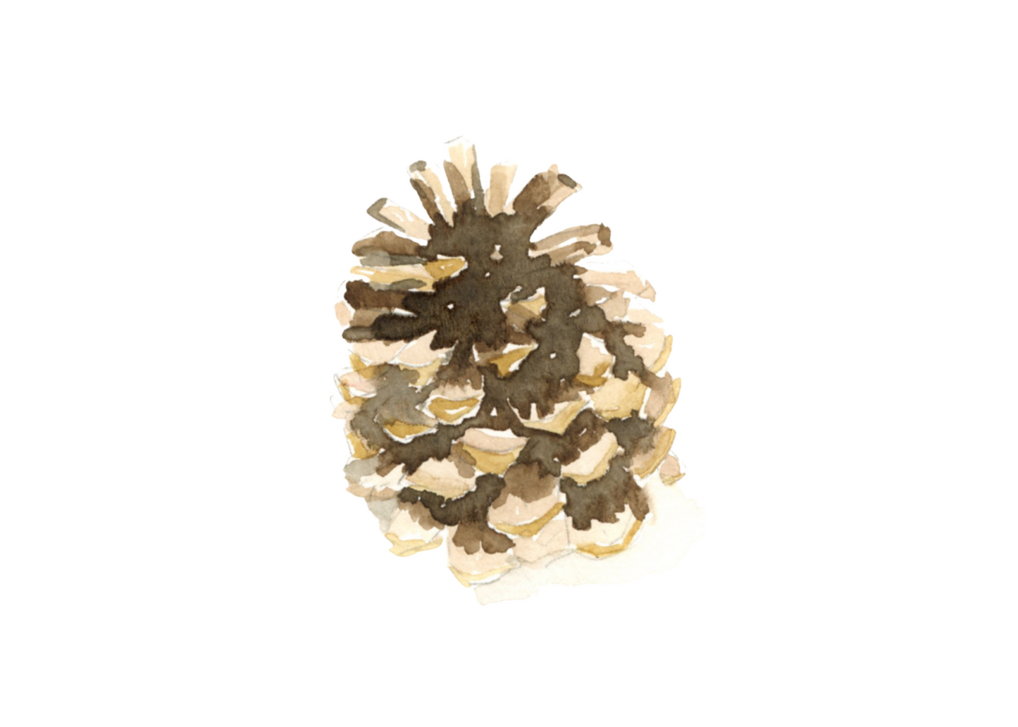 pinecone art print