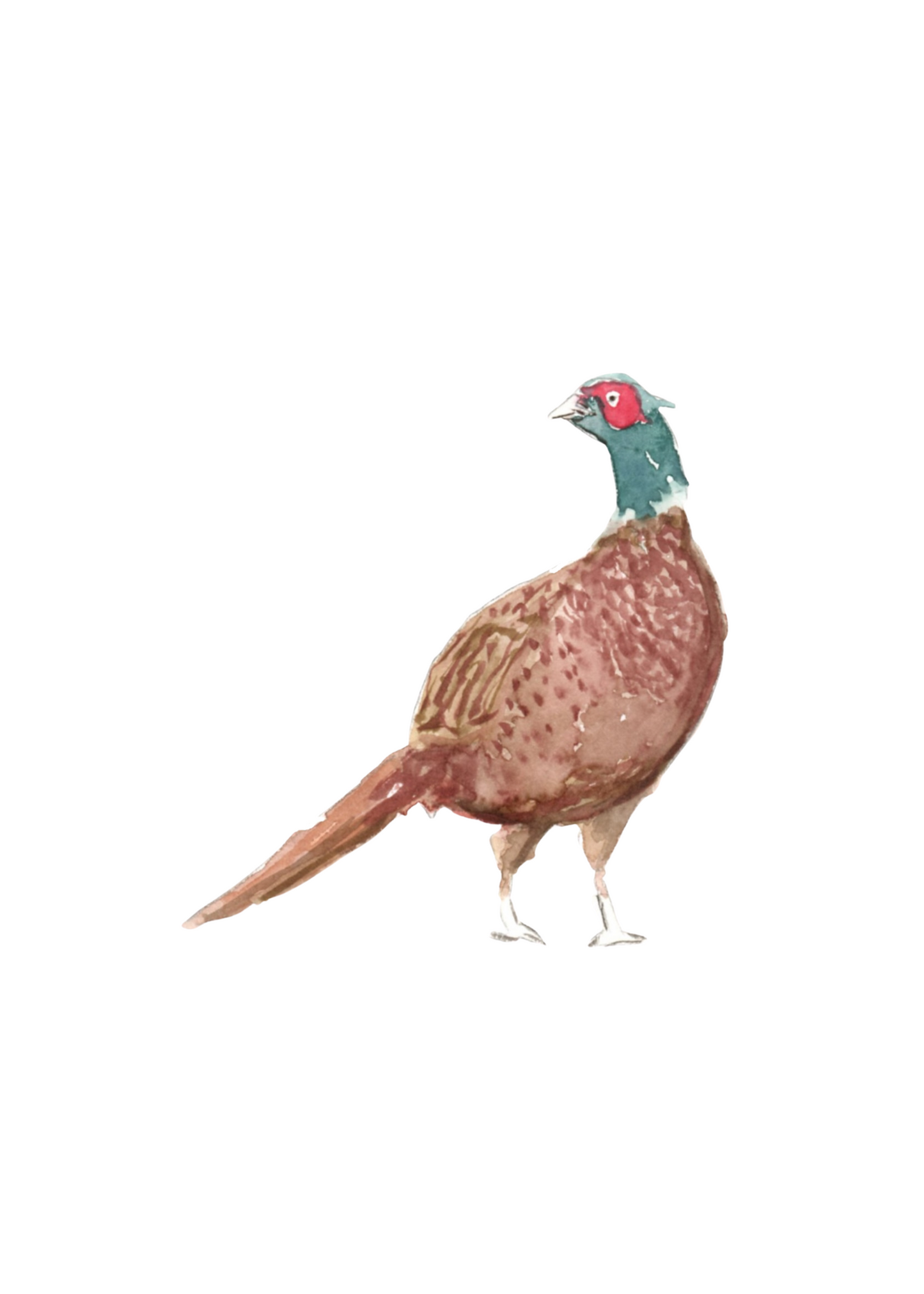 pheasant 2 art print