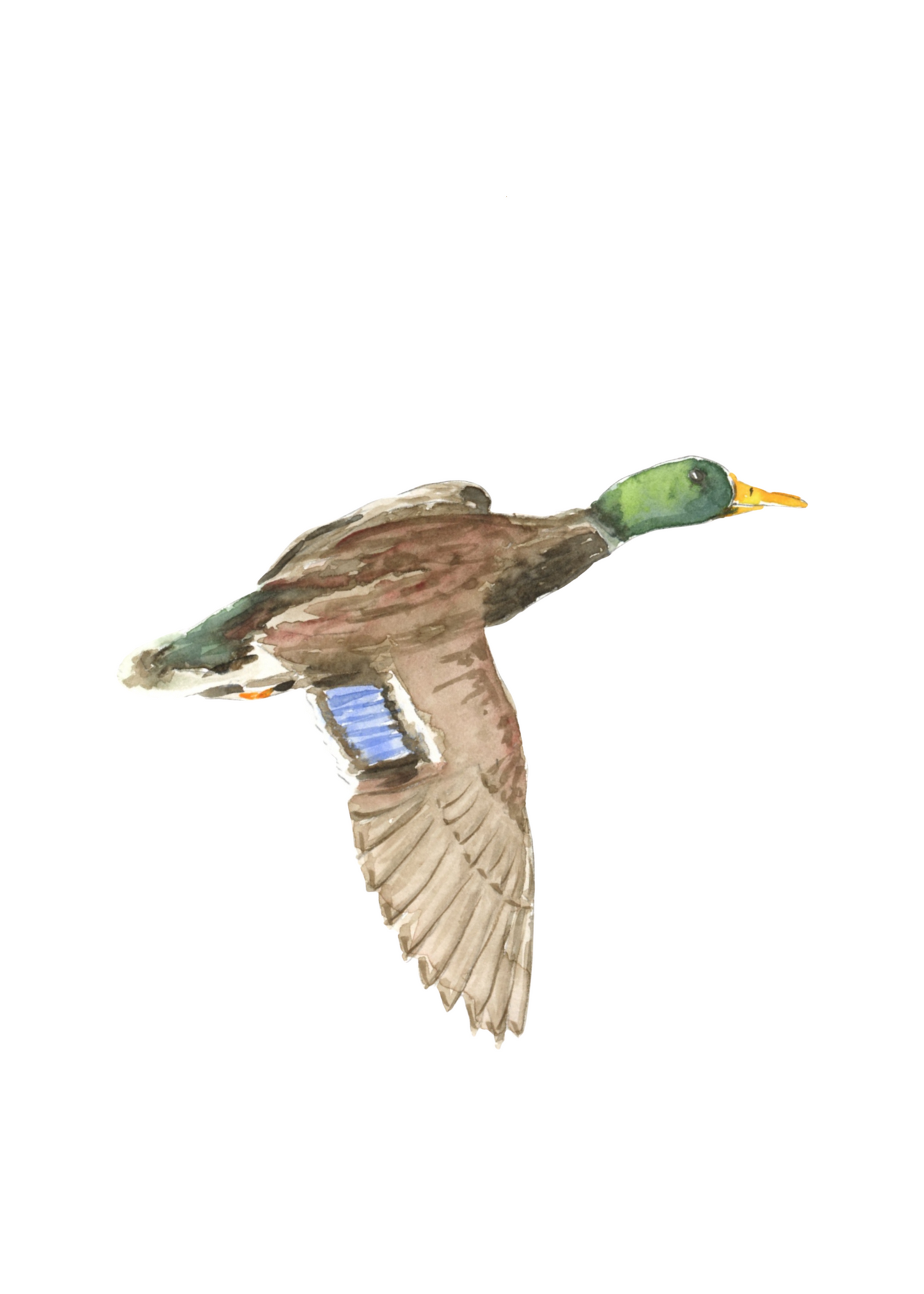 mallard art print