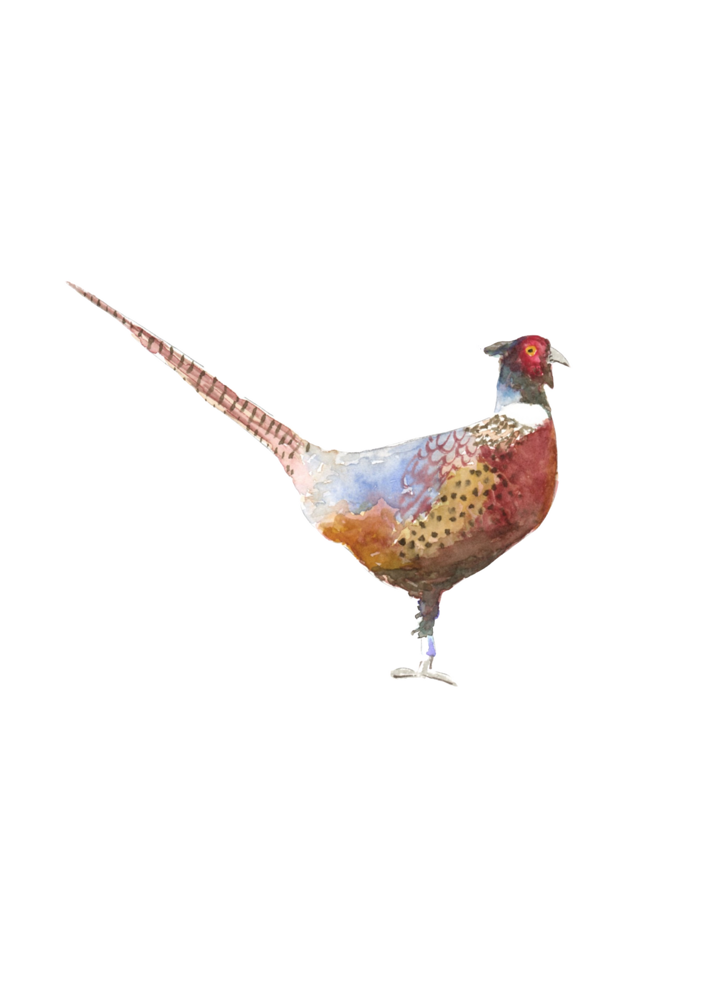 pheasant 1 art print